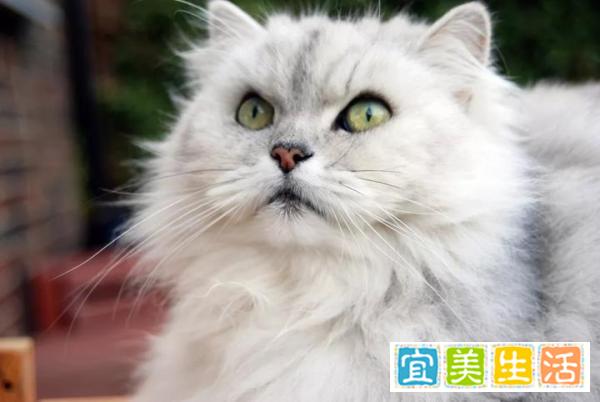 哪种猫容易有泪痕